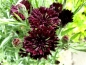 Preview: Kornblume Schwarz - Centaurea cyanus 'Black'