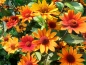 Preview: Stauden Sonnenblumen MIX - Heliopsis
