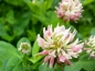 Preview: Schwedenklee - Trifolium hybridum
