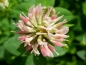 Preview: Schwedenklee - Trifolium hybridum