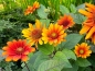 Mobile Preview: TW Sonnenauge - Heliopsis helianthoides var. scabra - 'Bleeding Hearts'