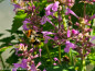 Preview: Bergamott-Agastache - Agastache pallidiflora neomexicana 'Rose Mint'