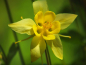 Preview: Saatgut Akelei - Aquilegia chrysantha 'Yellow Queen'