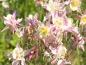 Mobile Preview: Weiß-Rosa Akelei - Aquilegia caerulea