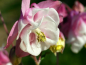 Mobile Preview: Akelei - Aquilegia vulgaris - WINKY Double Rose & White