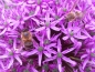 Preview: Purpur Kugellauch - Allium aflatunense