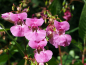 Mobile Preview: Balsamine - Impatiens balsamina 'Tom Thumb Mix'