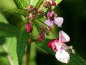 Mobile Preview: Balsamine - Impatiens balsamina 'Tom Thumb Mix'