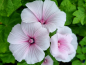 Preview: Bechermalve - Lavatera trimestris 'Pink Blush'