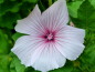 Preview: Bechermalve - Lavatera trimestris 'Pink Blush'