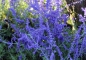 Preview: Blauraute - Perovskia atriplicifolia