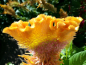 Preview: Brandschopf - Celosia cristata 'Nana'