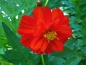 Preview: Rote Cosmee - Cosmos sulphureus "Crest Red"