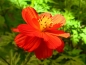 Preview: Rote Cosmee - Cosmos sulphureus "Crest Red"