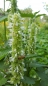Preview: Koreanische Minzel -  Agastache rugosa v. albiflora