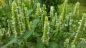 Preview: Koreanische Minzel - Agastache rugosa v. albiflora