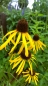 Preview: Gelber Sonnenhut - Echinacea paradoxa