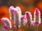 Mobile Preview: Federbusch - "Flamingo Pink" - Celosia argentea spicata