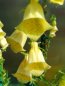 Preview: Großblütiger Gelber Fingerhut - Digitalis grandiflora