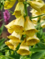 Preview: Großblütiger Gelber Fingerhut - Digitalis grandiflora