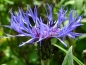 Preview: Flockenblume Berg - Centaurea montana
