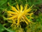 Mobile Preview: Gelbe Flockenblume - Centaurea rupestris
