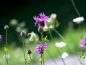 Mobile Preview: Rispen-Flockenblume - Centaurea stoebe