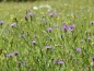Mobile Preview: Rispen-Flockenblume - Centaurea stoebe