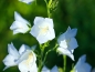 Preview: Pfirsichblättrige Glockenblume - Campanula persicifolia 'Alba'