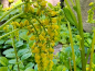 Mobile Preview: Goldtröpfchen - Chiastophyllum oppositifolium