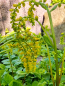 Mobile Preview: Goldtröpfchen - Chiastophyllum oppositifolium