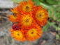 Mobile Preview: Orangerote Habichtskraut - Hieracium aurantiacum