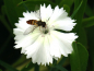 Preview: Heidenelke 'Albus' - Dianthus deltoides
