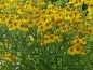 Preview: Gelbe Herbst-Sonnenbraut -  Helenium autumnale