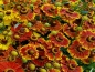 Preview: Rot-Gelbe Herbst-Sonnenbraut -  Helenium autumnale