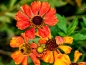 Mobile Preview: Herbst-Sonnenbraut - Helenium autumnale