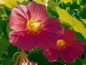 Preview: Kapuzinerkresse Cherry Rose - Tropaeolum