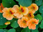 Mobile Preview: Kapuzinerkresse 'Top Flowering Apricot' - Tropaeolum minus