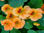 Mobile Preview: Kapuzinerkresse 'Top Flowering Apricot' - Tropaeolum minus