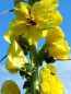 Preview: Großblütige Königskerze - Verbascum densiflorum