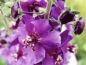 Mobile Preview: Königskerze 'Violetta' - Verbascum phoeniceum 'Violetta'
