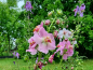 Preview: Königskerze 'Violetta Rose' - Verbascum phoeniceum