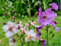 Preview: Königskerze 'Violetta Rose' - Verbascum phoeniceum