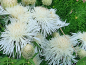 Preview: Saatgut Kornblume America - Centaurea americana "White Bride"