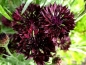 Preview: Kornblume Schwarz - Centaurea cyanus 'Black'
