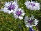 Preview: Blau Weißer Kornblumen MIX - Centaurea cyanus
