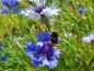Preview: Blau Weißer Kornblumen MIX - Centaurea cyanus