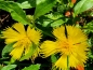 Preview: Kornblume Gelbe - Centaurea suaveolens