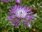 Mobile Preview: TW Kaukasus-Flockenblume - Centaurea dealbata