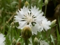 Preview: Weiße Kornblume Centaurea cyanus 'White